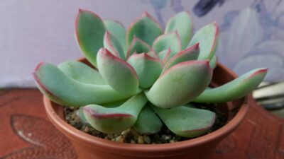 ECHEVERIA HYBR PULIDONIS X LAUI - Зображення 4