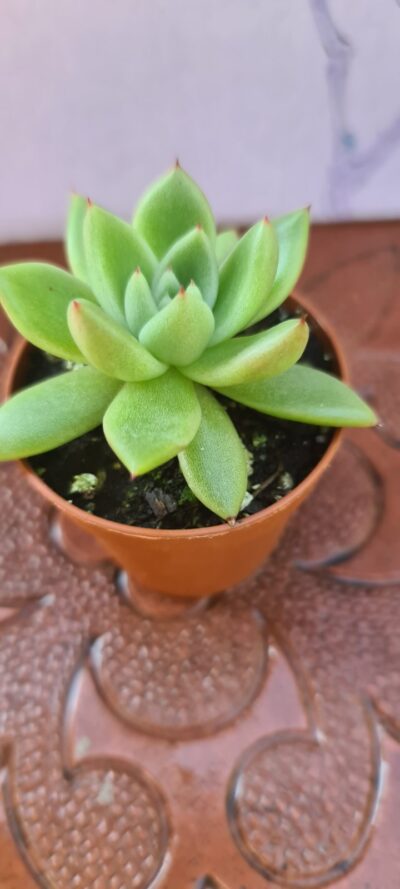 ECHEVERIA AGAVOIDES