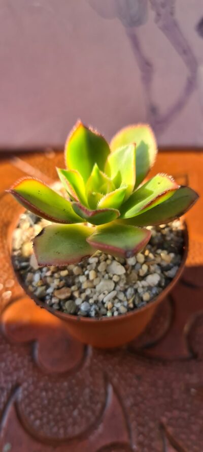 AEONIUM KIWI