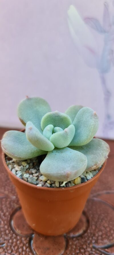 ECHEVERIA PILOSA X LAUII - Зображення 3