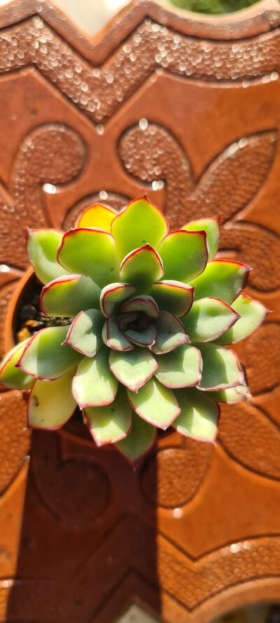 Echeveria pulidonis - Зображення 3