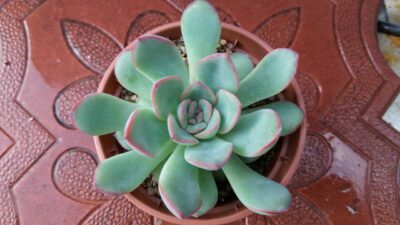 ECHEVERIA HYBR PULIDONIS X LAUI