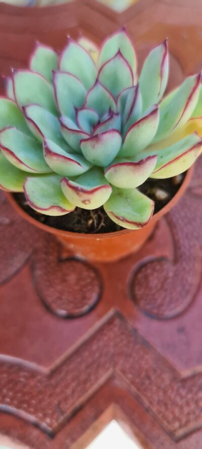 Echeveria pulidonis - Зображення 4