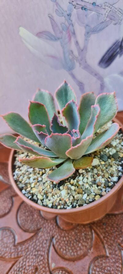 ECHEVERIA NEON BREAKERS - Зображення 2