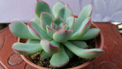 ECHEVERIA HYBR PULIDONIS X LAUI - Зображення 6