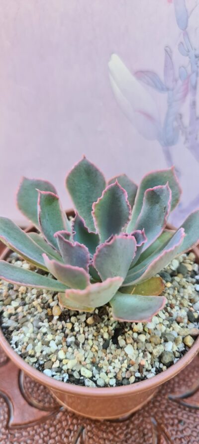 ECHEVERIA NEON BREAKERS - Зображення 3