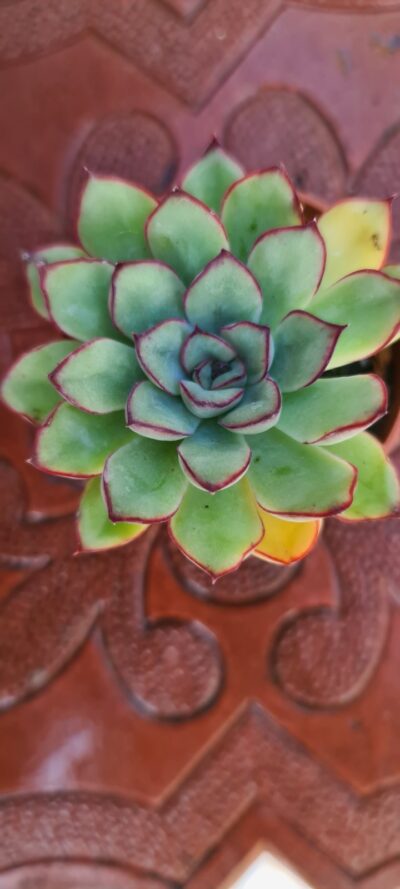 Echeveria pulidonis - Зображення 2