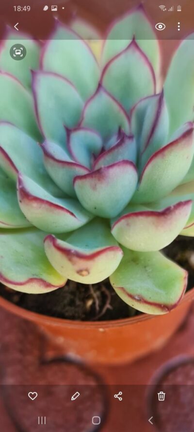 Echeveria pulidonis