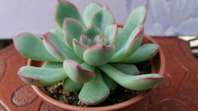 ECHEVERIA HYBR PULIDONIS X LAUI - Зображення 5
