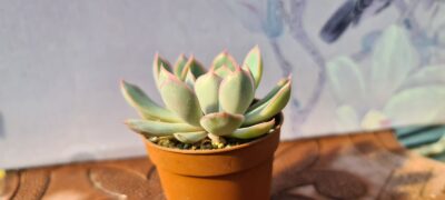 ECHEVERIA ORION - Зображення 2