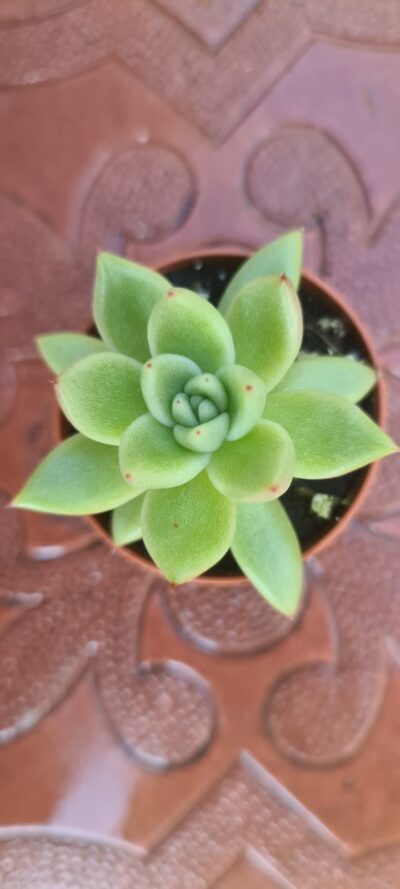 ECHEVERIA AGAVOIDES - Зображення 2