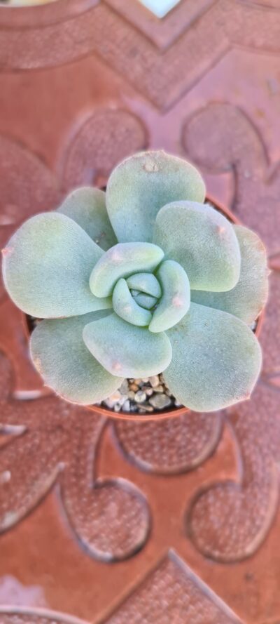 ECHEVERIA PILOSA X LAUII