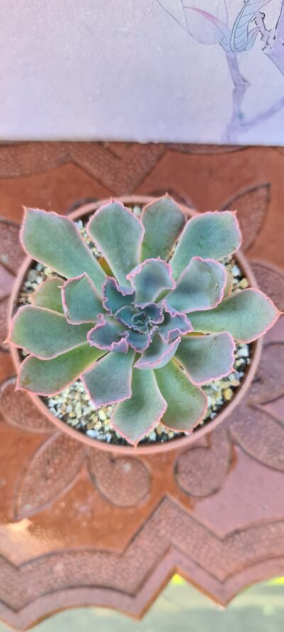 ECHEVERIA NEON BREAKERS