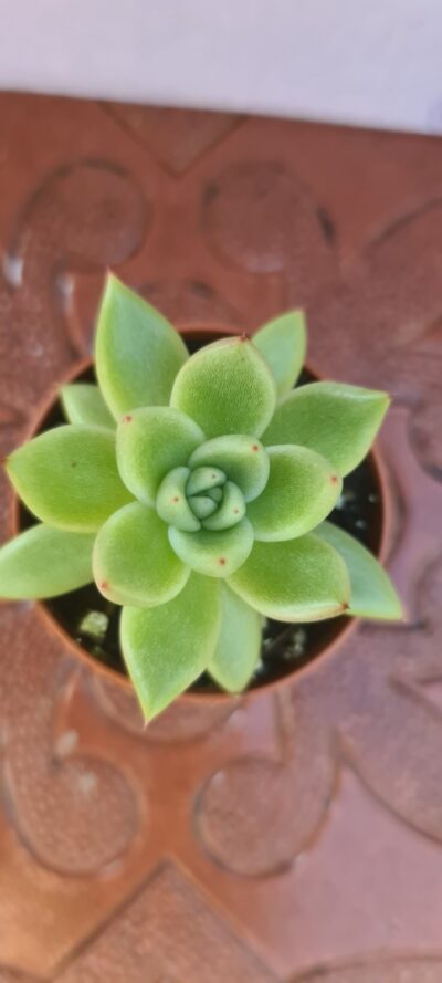 ECHEVERIA AGAVOIDES - Зображення 3
