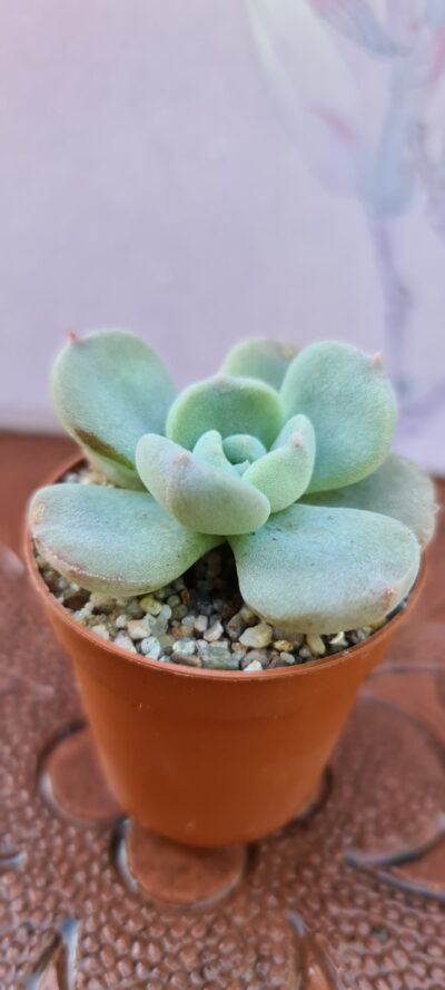 ECHEVERIA PILOSA X LAUII - Зображення 2