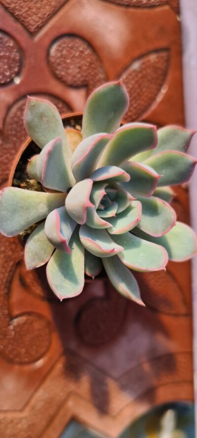 ECHEVERIA ORION - Зображення 4