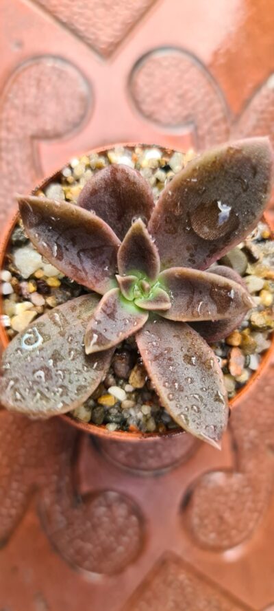 ECHEVERIA SERANA