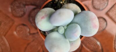Pachyphytum oviferum