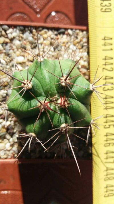GYMNOCALYCIUM "PAEDIOPHYLLUM" - Зображення 4