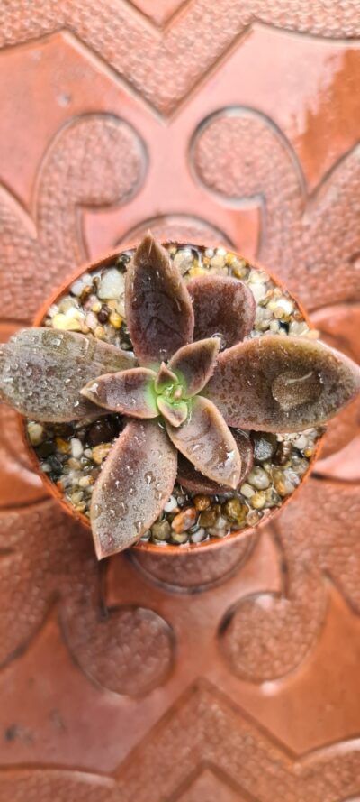 ECHEVERIA SERANA - Зображення 5
