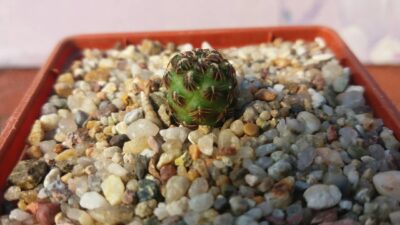 SULCOREBUTIA STEINBACHII JD138