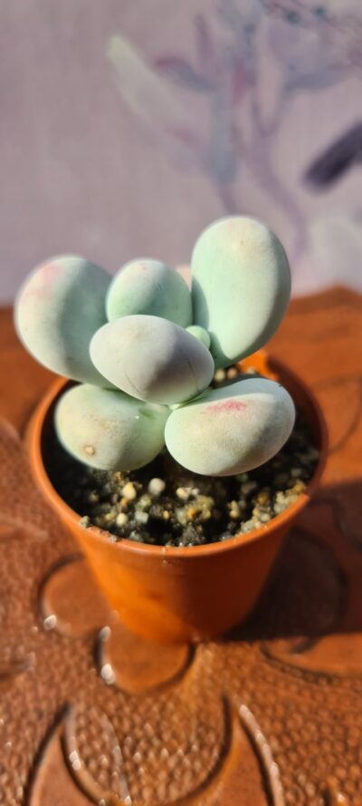 Pachyphytum oviferum - Зображення 4