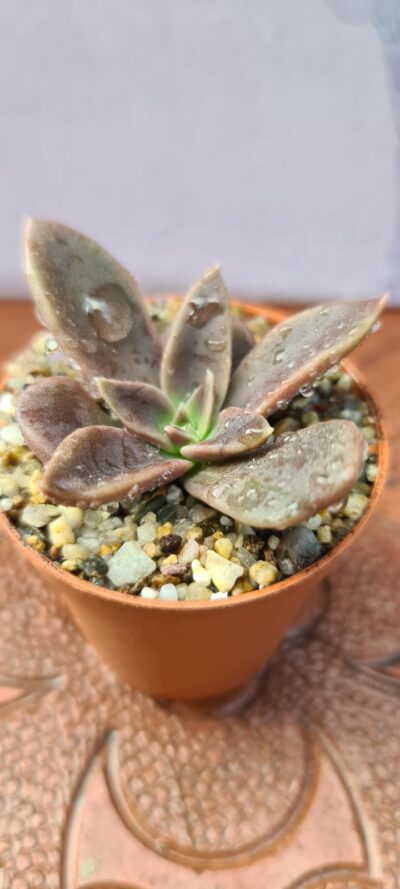 ECHEVERIA SERANA - Зображення 2