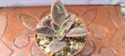 ECHEVERIA SERANA - Зображення 6