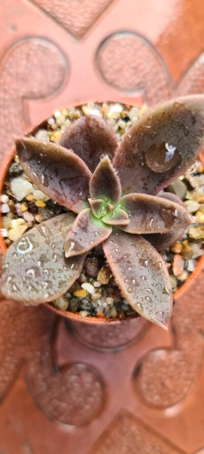 ECHEVERIA SERANA - Зображення 4
