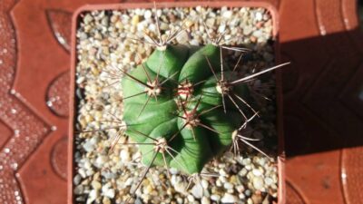 GYMNOCALYCIUM "PAEDIOPHYLLUM" - Зображення 3