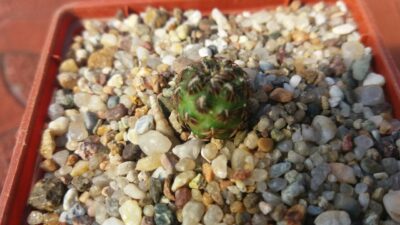 SULCOREBUTIA STEINBACHII JD138 - Зображення 2