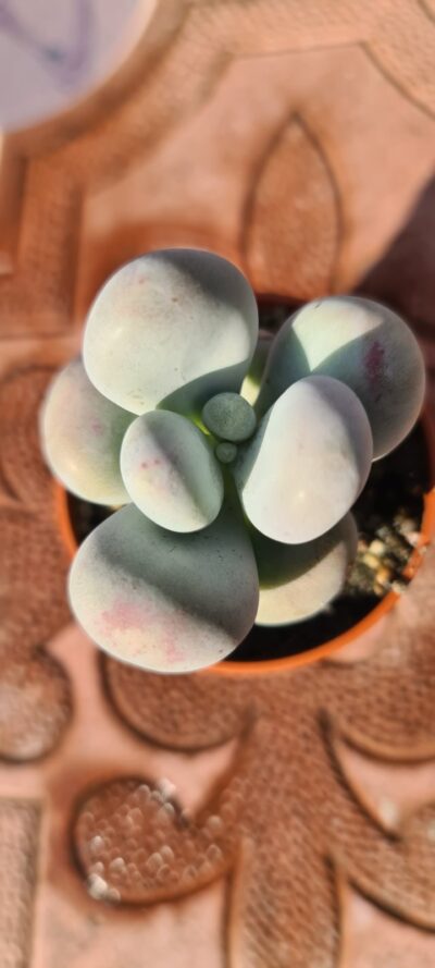 Pachyphytum oviferum - Зображення 3