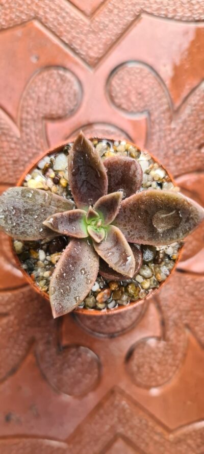 ECHEVERIA SERANA - Зображення 3