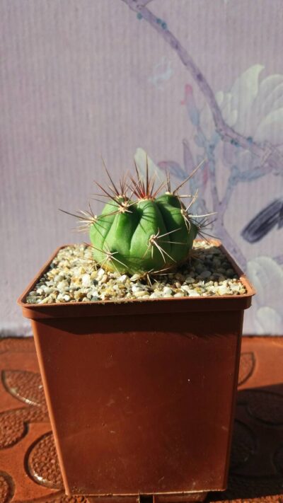 GYMNOCALYCIUM "PAEDIOPHYLLUM" - Зображення 2