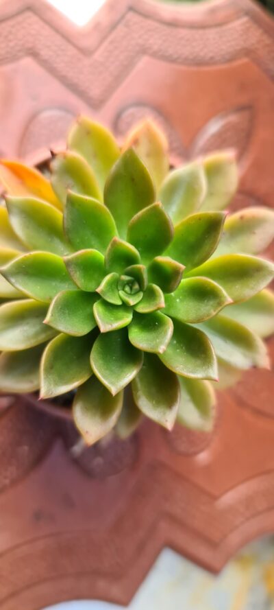 Sedeveria Darley Dale