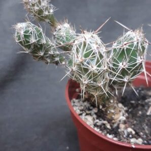 Corynopuntia bulbispina