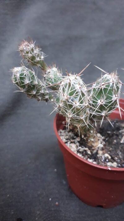 Corynopuntia bulbispina