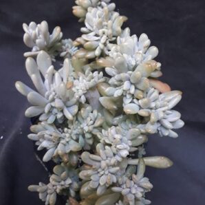 Cremneria 'Expatriata' cristata зріз
