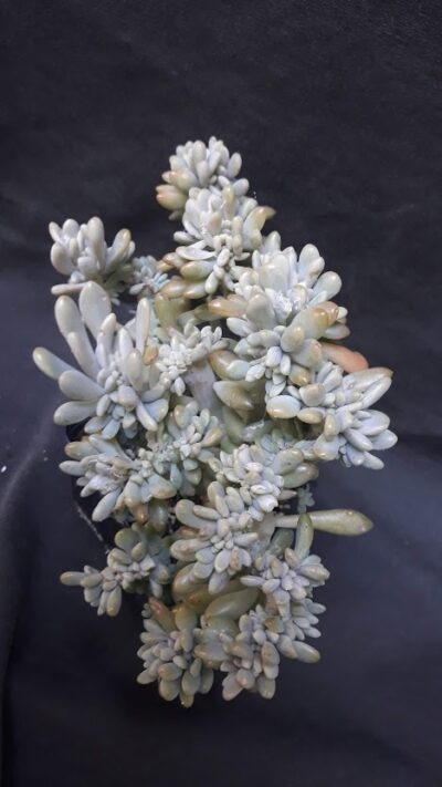 Cremneria 'Expatriata' cristata