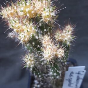 austrocylindropuntia variegata н/у дітка