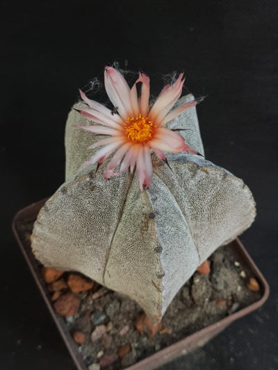 Astrophytum myriostigma