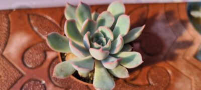 ECHEVERIA ORION
