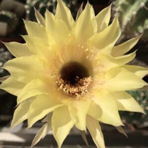 діточка Echinopsis A018 Jupiter , d = 1,5 см | 30