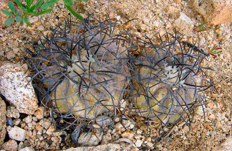 Молодые растения Copiapoa corraiensis на местах произрастания.