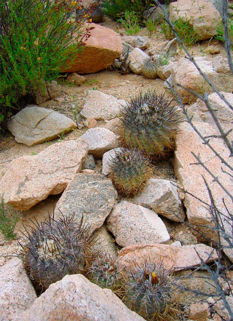 Copiapoa corraiensis на местах произрастания