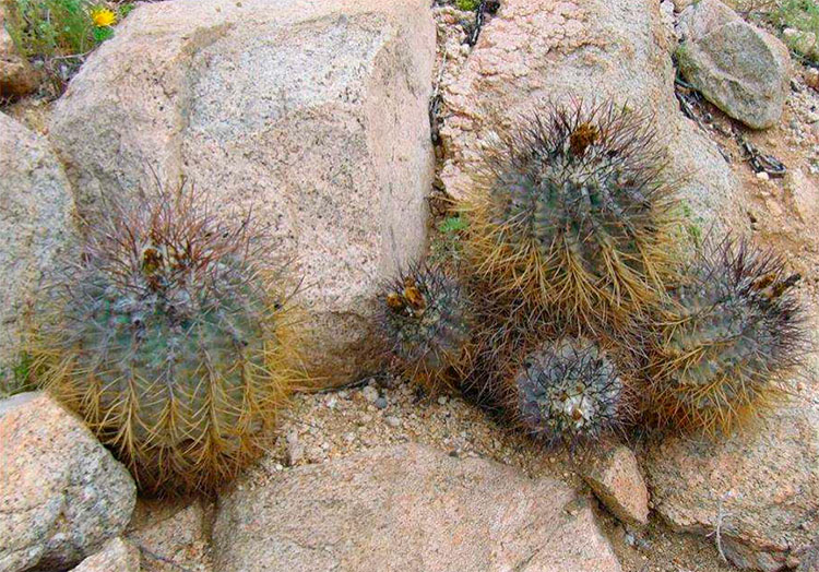 Copiapoa corraiensis на местах произрастания