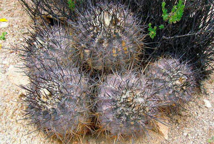 Copiapoa corraiensis на местах произрастания