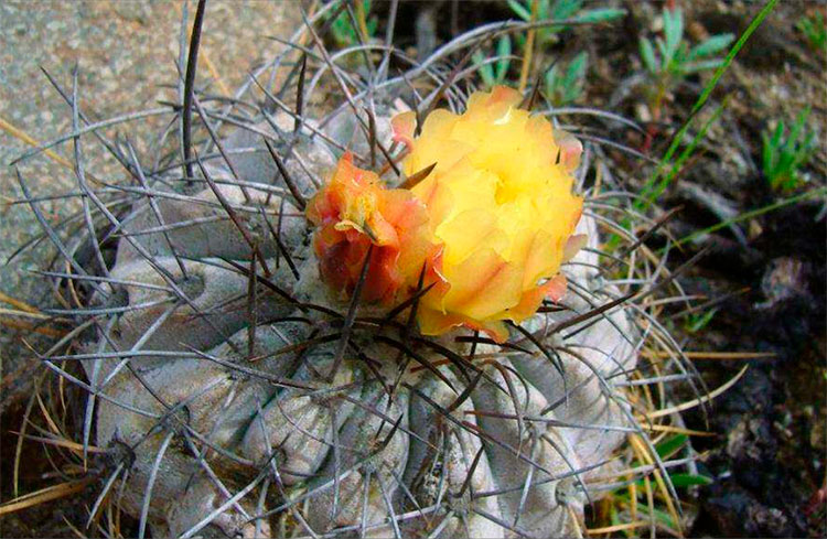 Цветущая Copiapoa corraiensis на местах произрастания.