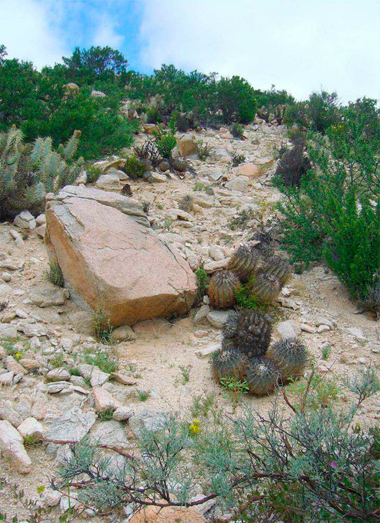 Места произрастания Copiapoa corraiensis.