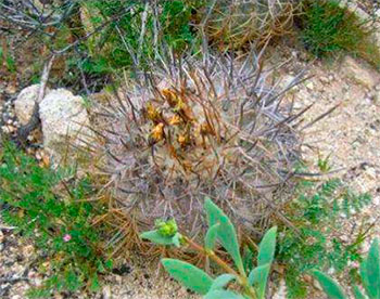 Copiapoa corraiensis на местах произрастания.